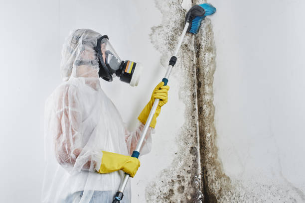 Home Mold Removal in Bristol, TN