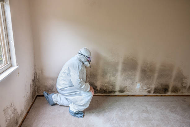 Bristol, TN Mold Removal Company